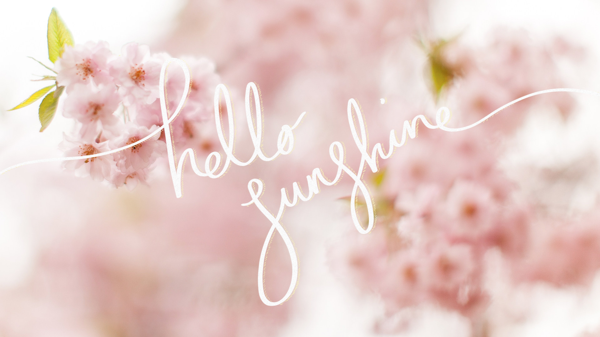 Hello Sunshine A Cherry Blossom Desktop Wallpaper