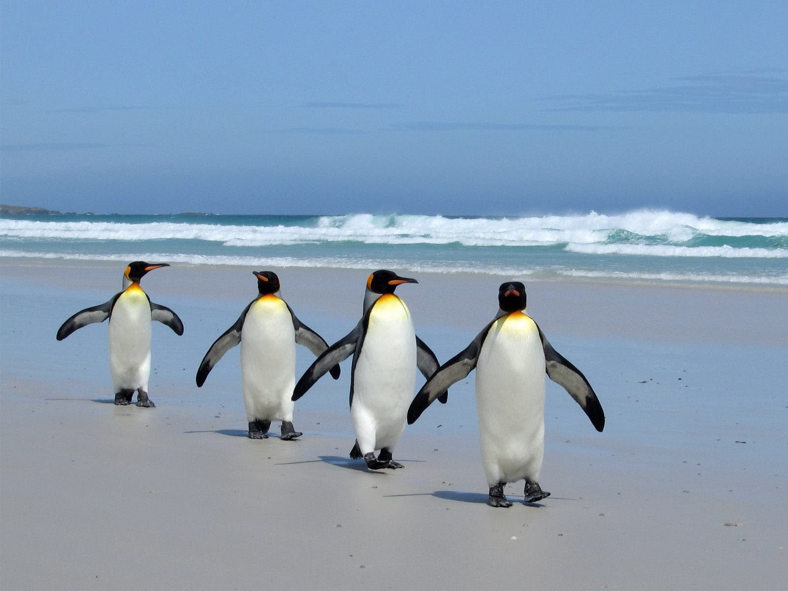 King Penguins Wallpapers Hd Wallpapers