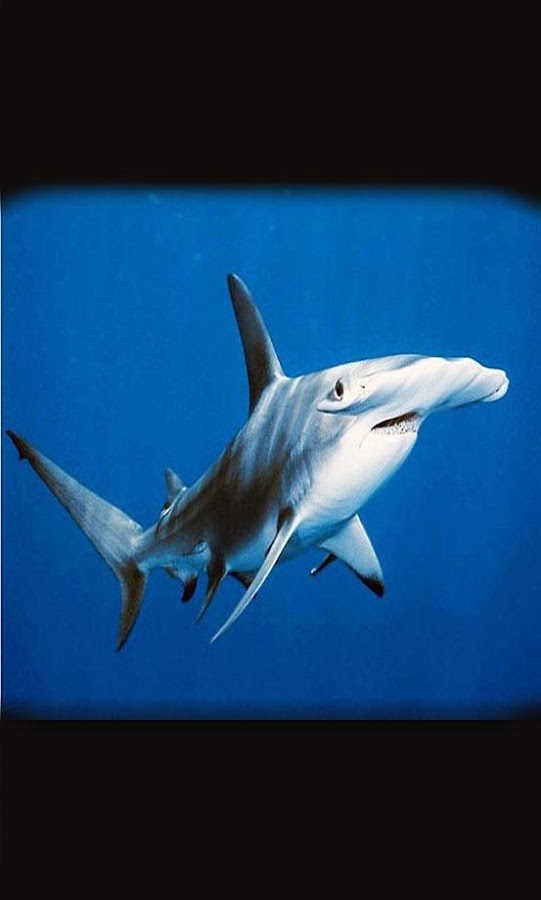 Shark Predator Live Wallpaper Android Apps On Google Play