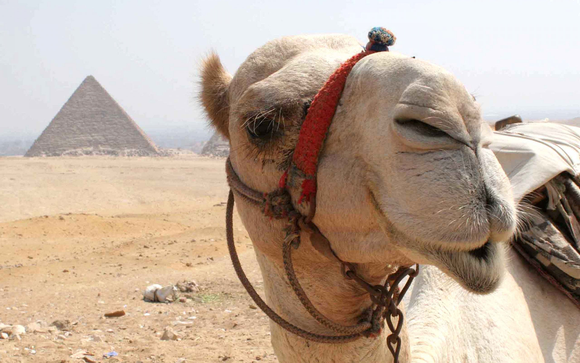 Camel HD Wallpaper Background Image Id