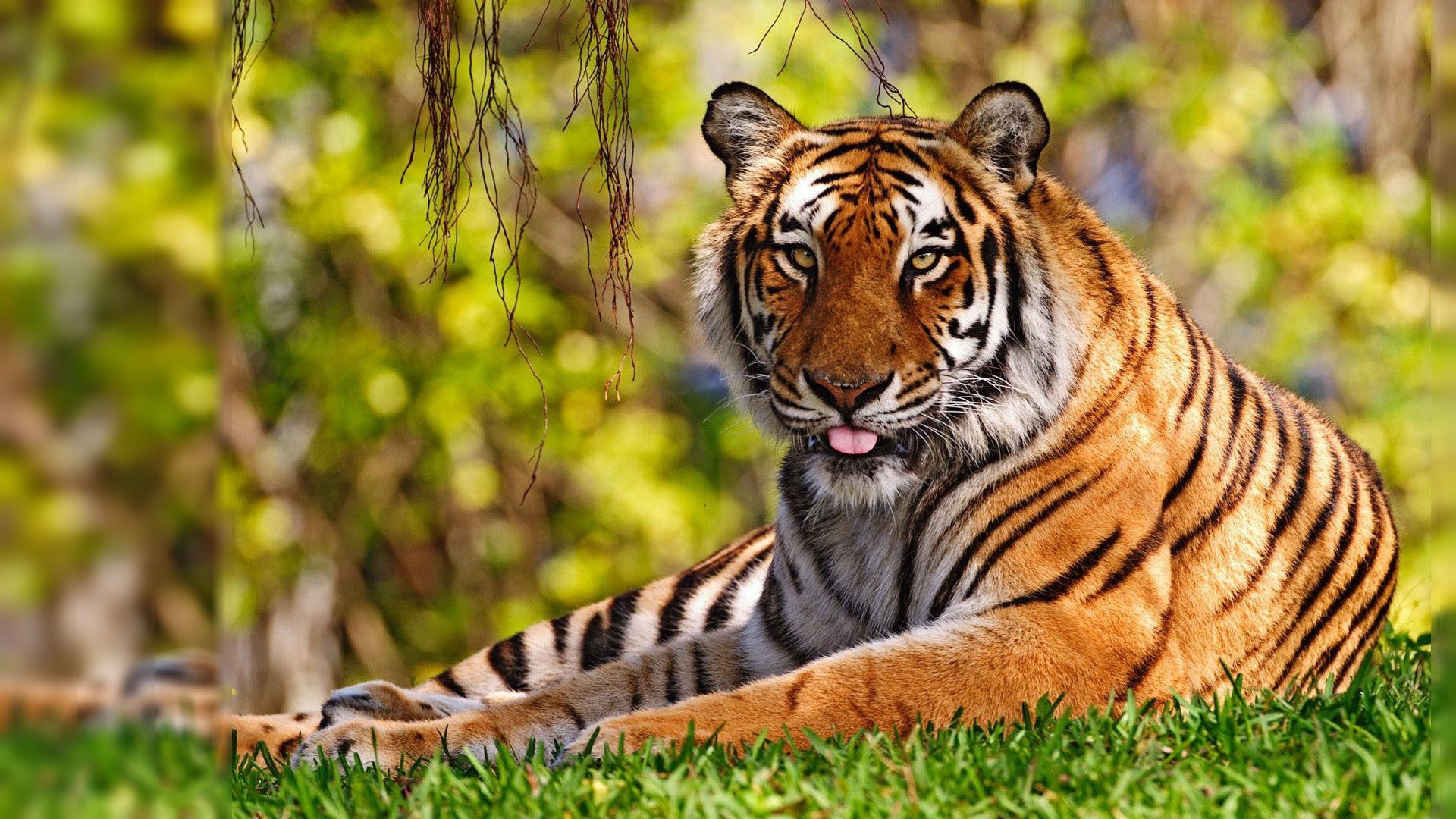Tiger Desktop Wallpaper
