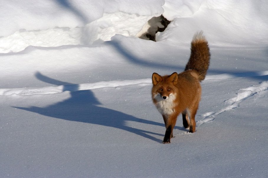 Fox In Snow Wallpaper