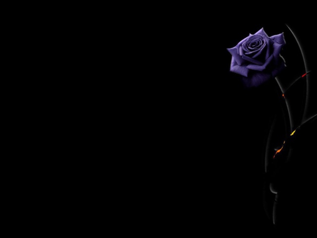 Beautiful Purple Rose On A Black Background Wallpaper And Image