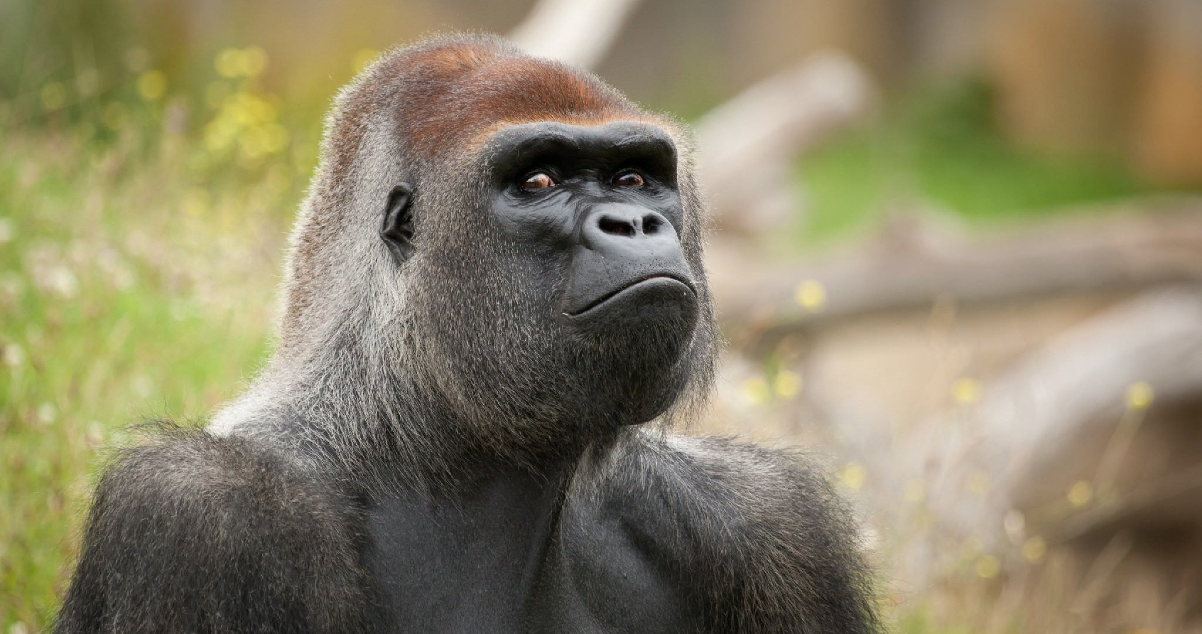 Close-up portrait of a majestic silverback gorilla with a thoughtful expression