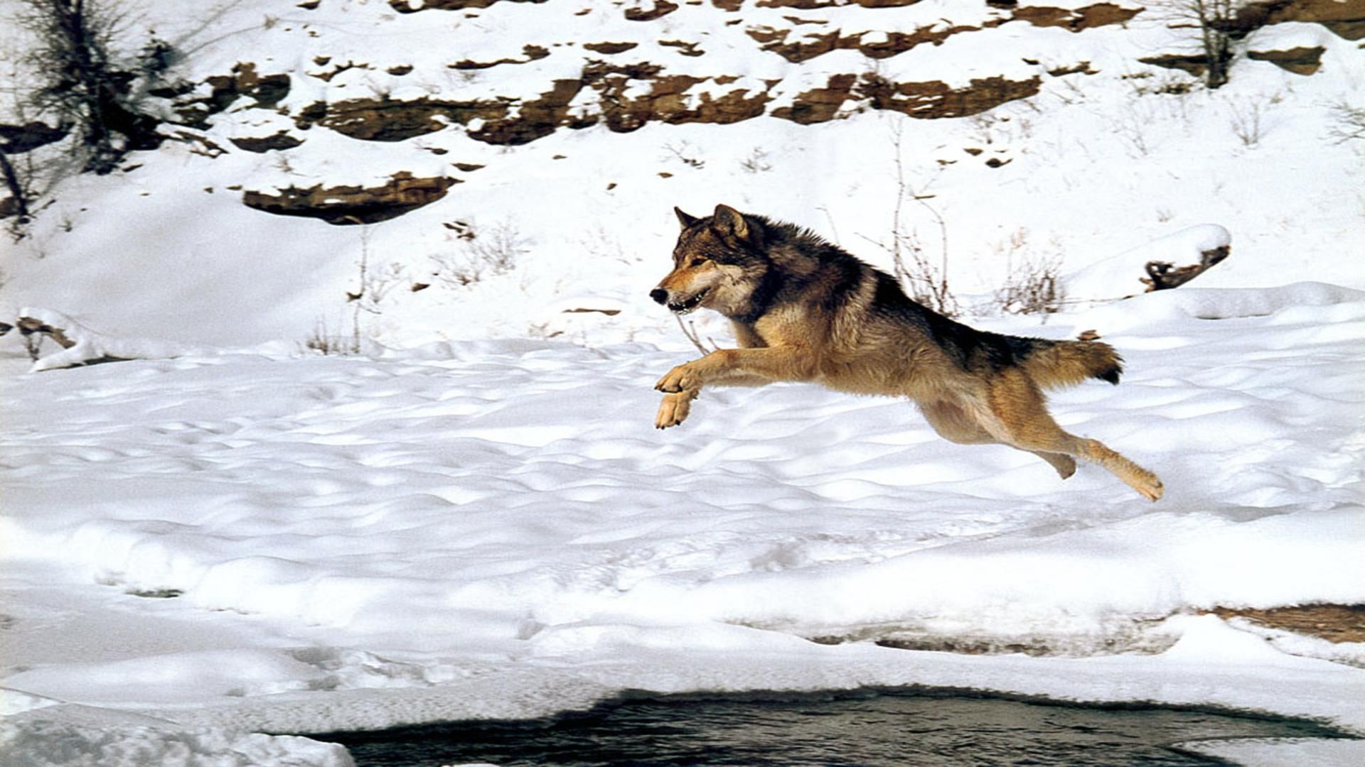 Wolf Wolves Predator Winter Snow N Wallpaper