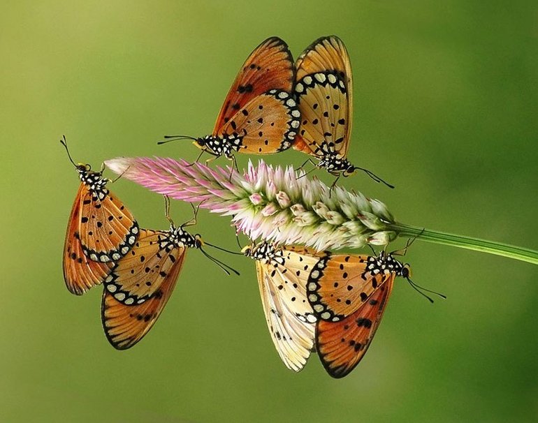 Papillons Wallpaper