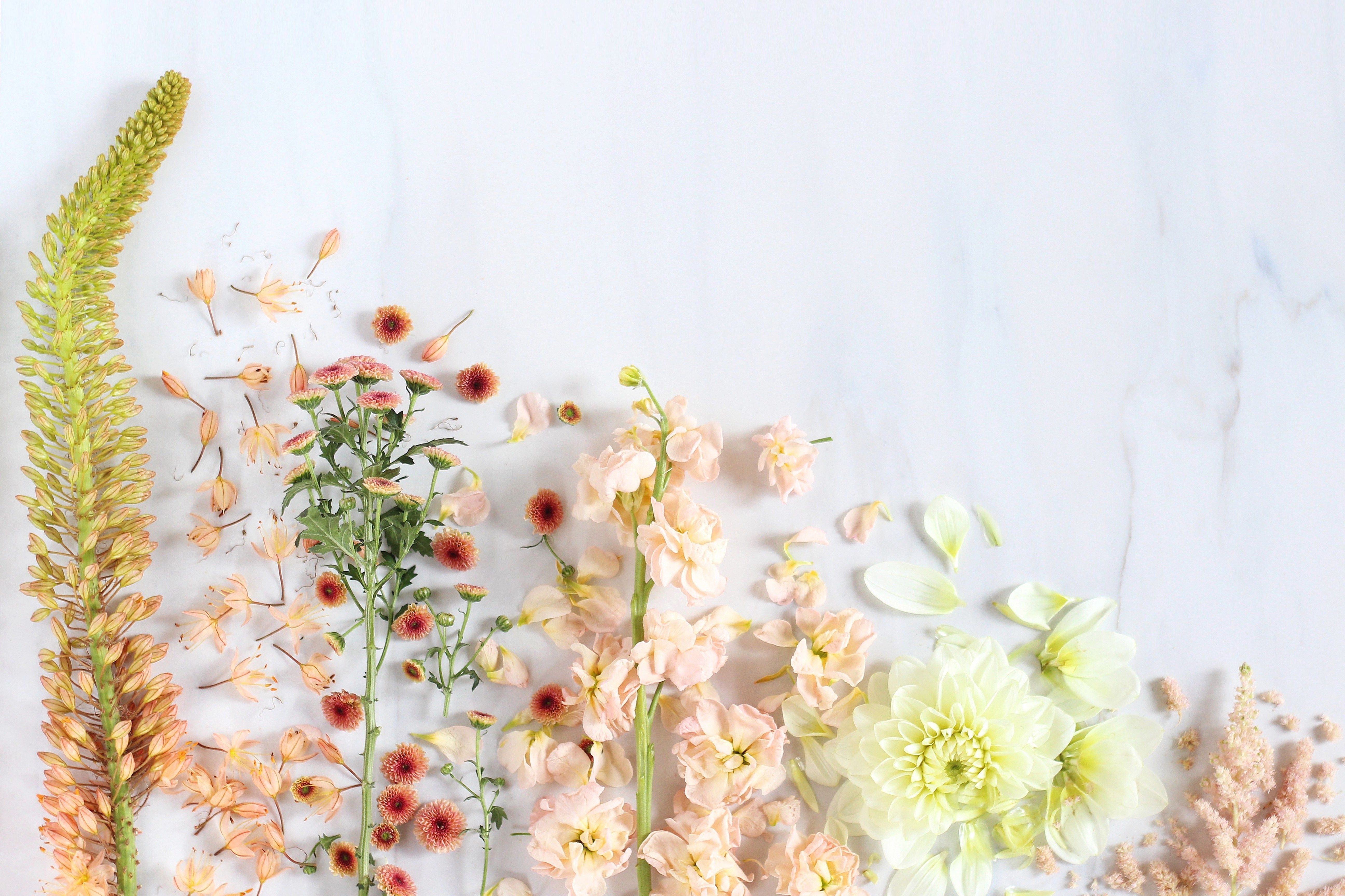 minimalist aesthetic flower desktop wallpaper