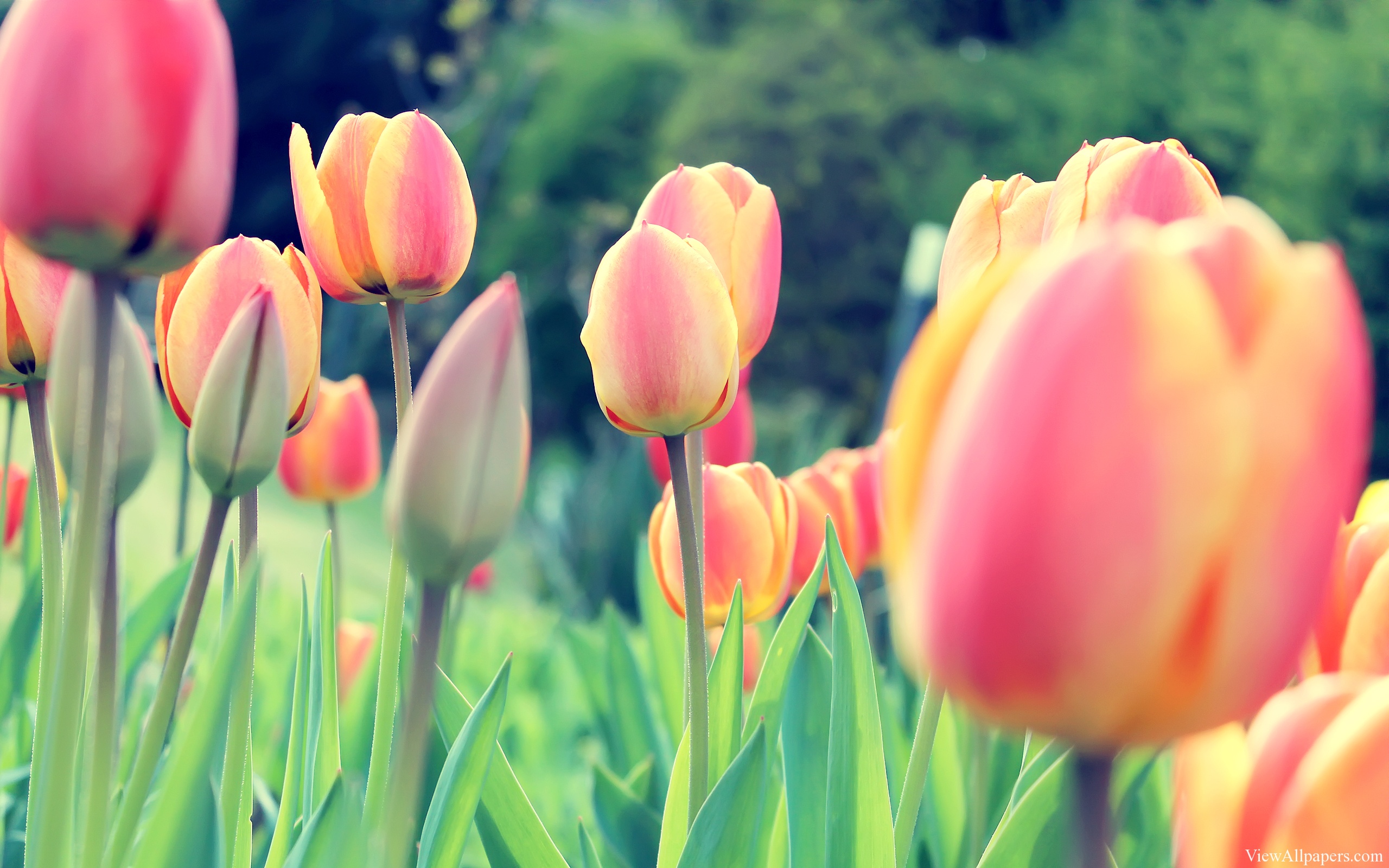 Easter Tulips HD Wallpaper High Resolution