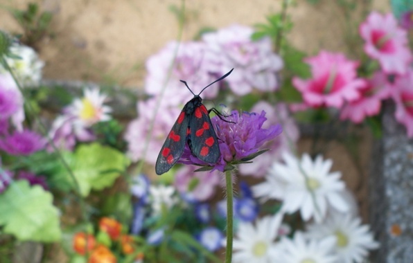Wallpaper Flower Butterfly Meadow Garden Nature