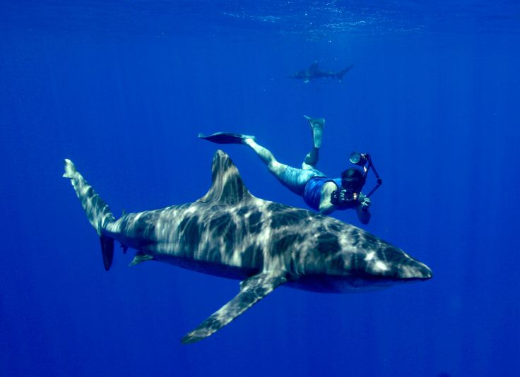 Scuba diving diver ocean sea underwater shark wallpaper 3516x2550