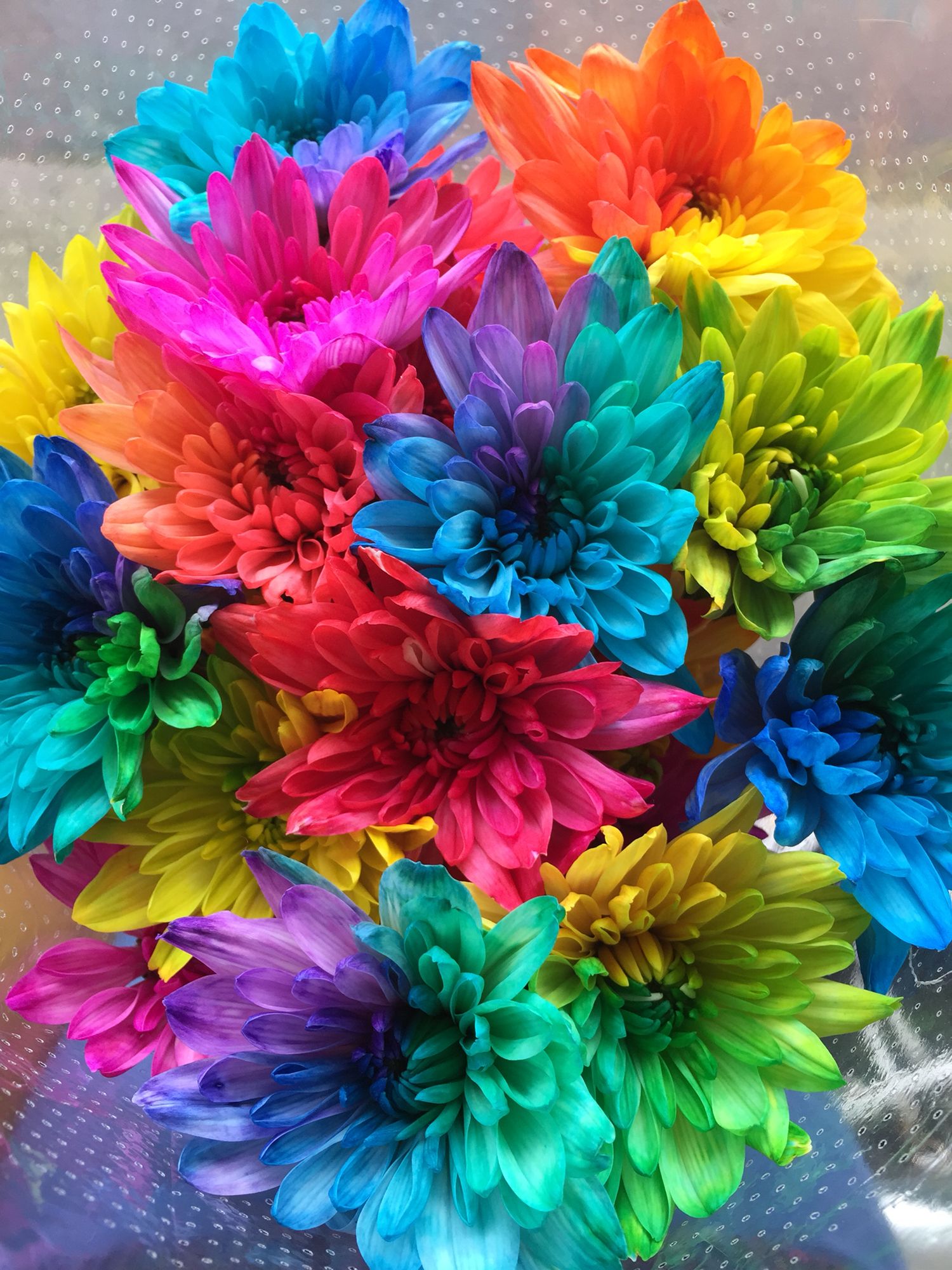 Gorgeous Multicoloured Flowers Colourful Fluro Rainbow
