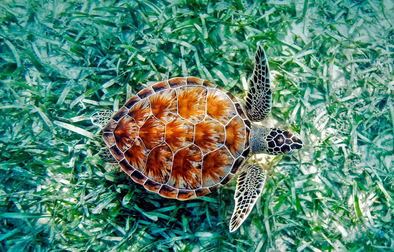 Wallpaper sea algae Hawaii reptile green turtle images for 1332x850