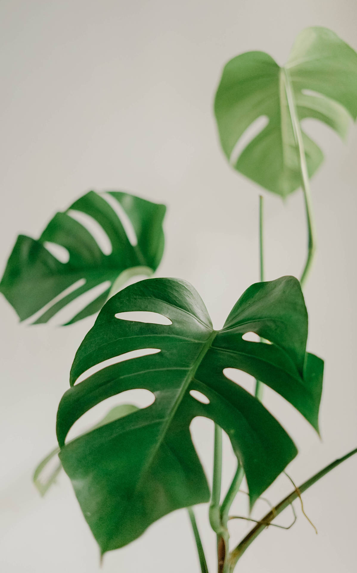Top Plant Aesthetic Wallpaper Full HD 4k To Use