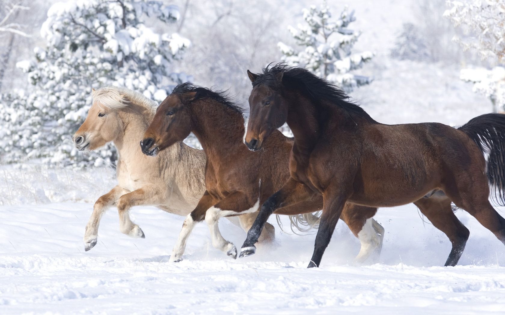 Horses In Winter Wallpaper HD Background