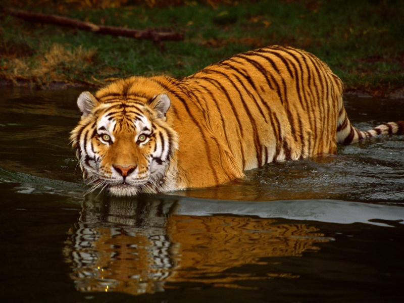Attractive Tiger Wallpaper HD
