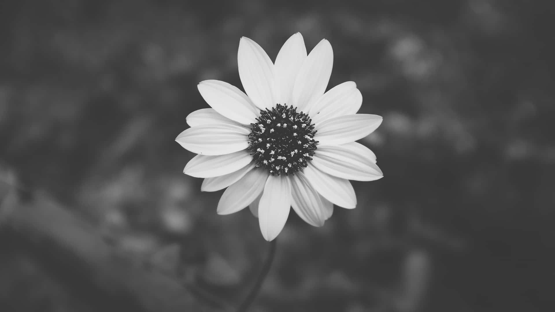 Embrace The Blooming Elegance Wallpaper