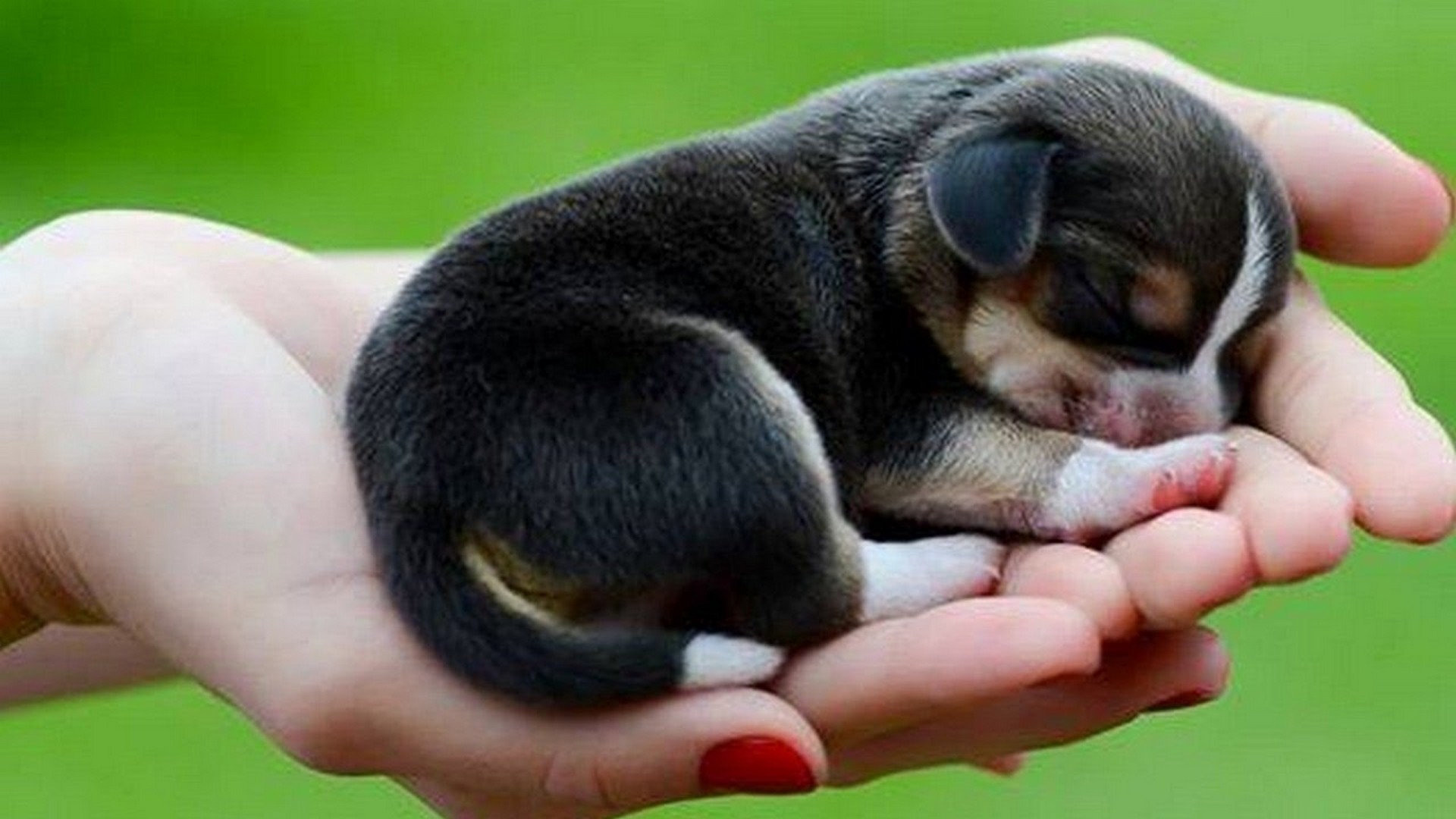 Best Cute Puppies Wallpaper