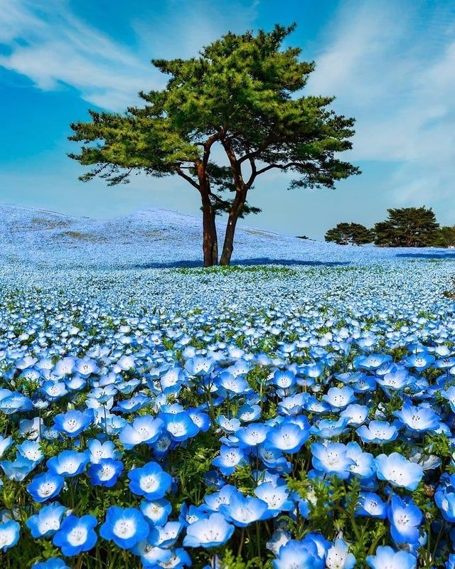 Baby Blue Eye Flowers In Hitachi Seaside Park Japan