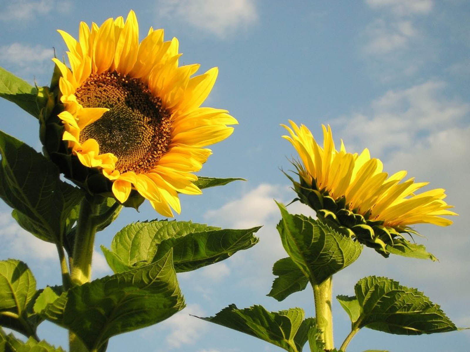 Desktop Wallpaper Sunflowers