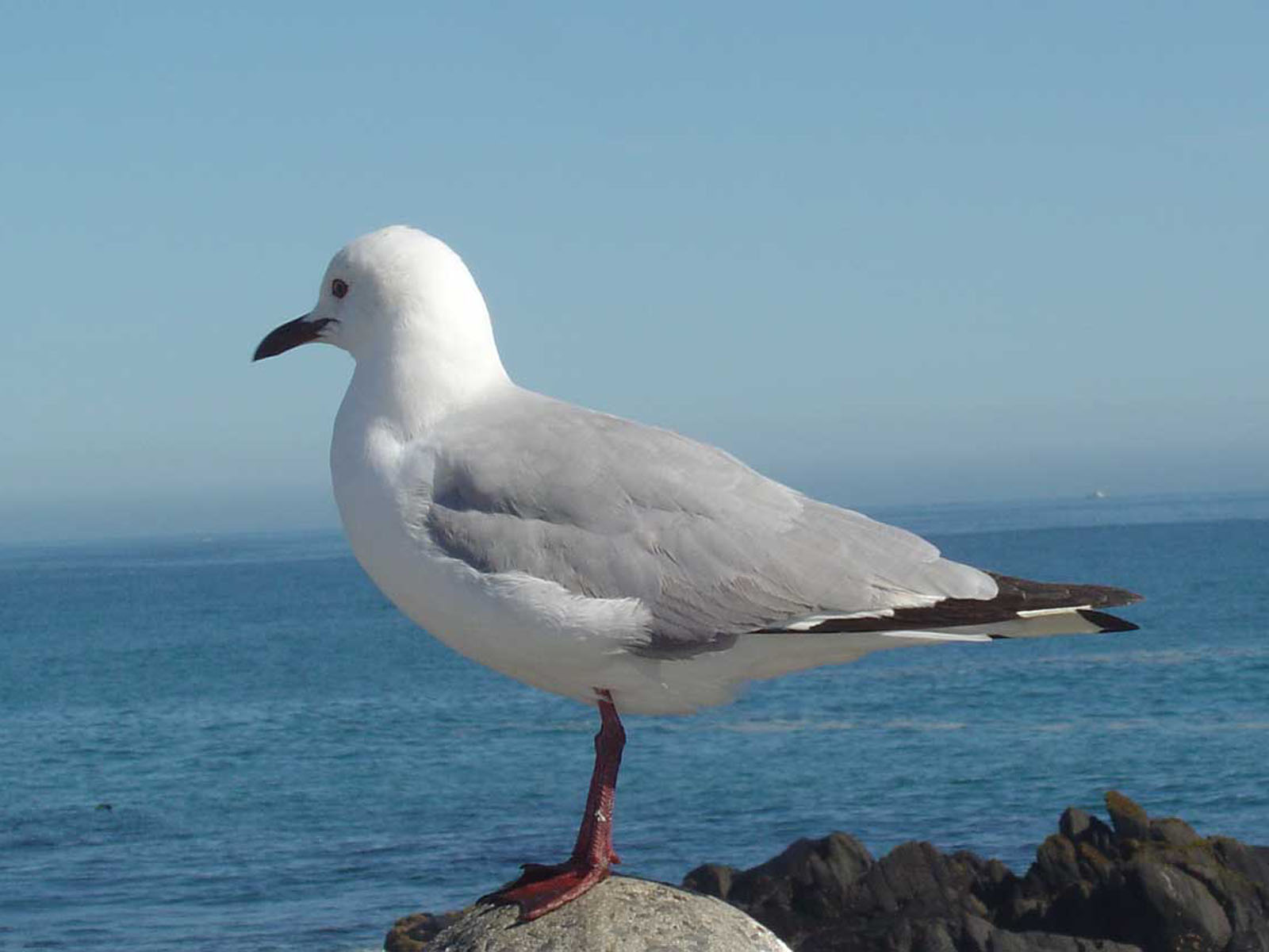 Sea Gull Wallpaper Seagull