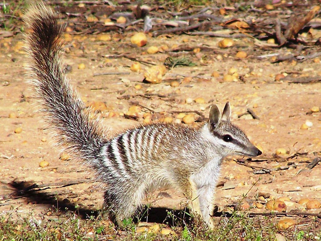 Numbat Wallpaper