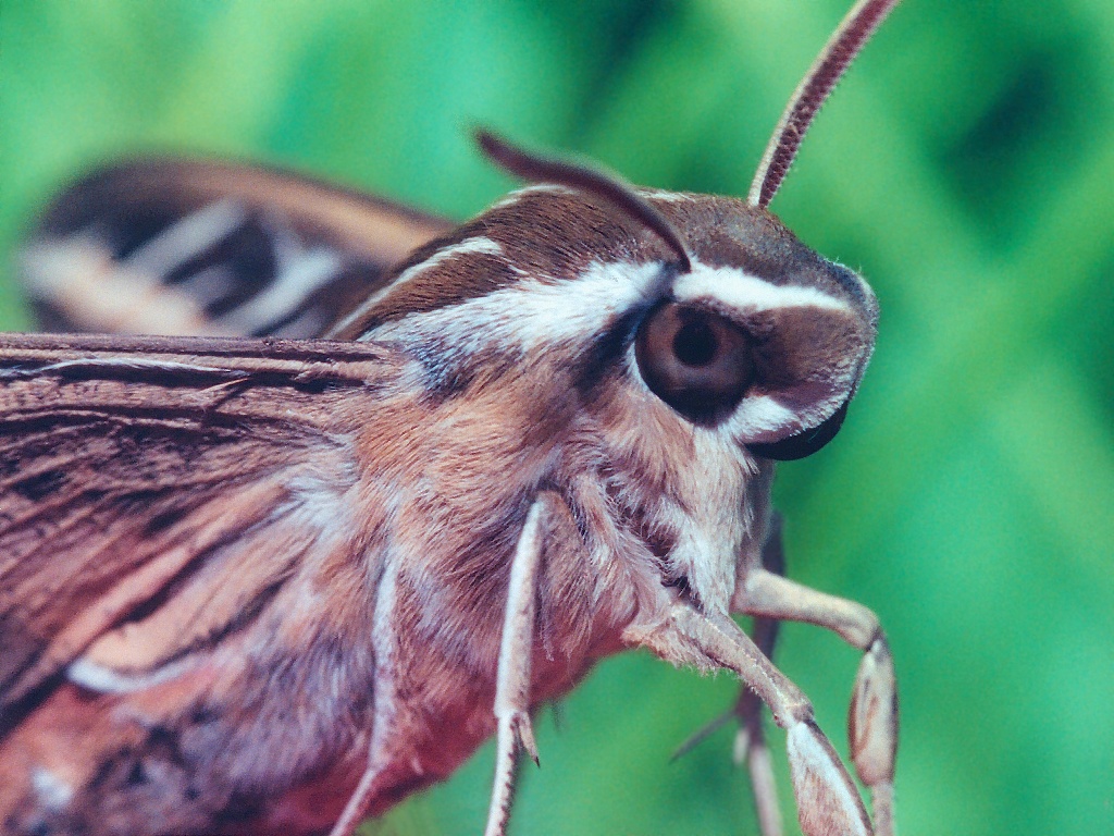 Flying Kiwi Moth Photo Galleries Wallpaper