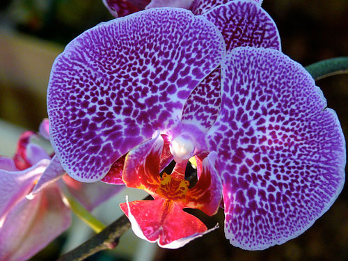 Types Of Orchids Orchid Flowers