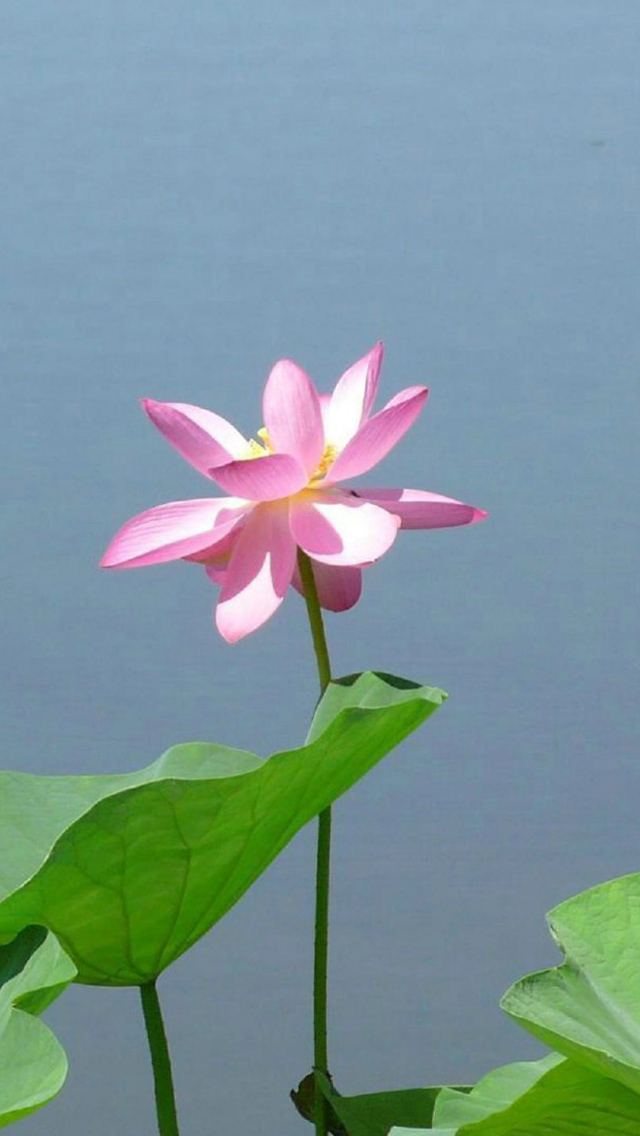 🔥 [49+] Lotus Flower iPhone Wallpaper | WallpaperSafari