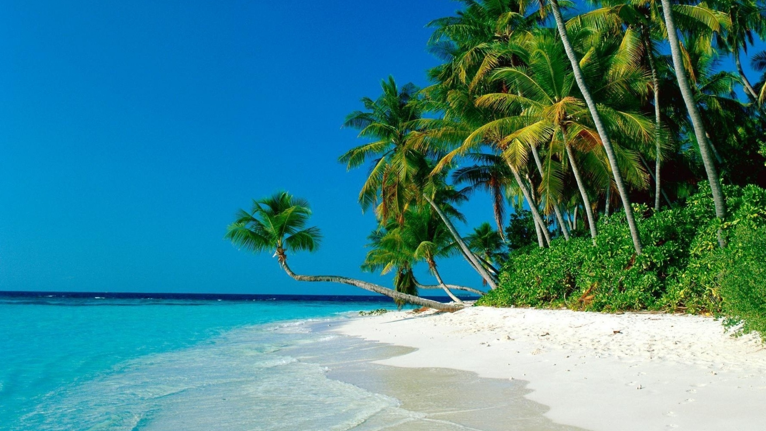 Ocean Palm Trees Shore Beach Desktop Pc And Mac Wallpaper