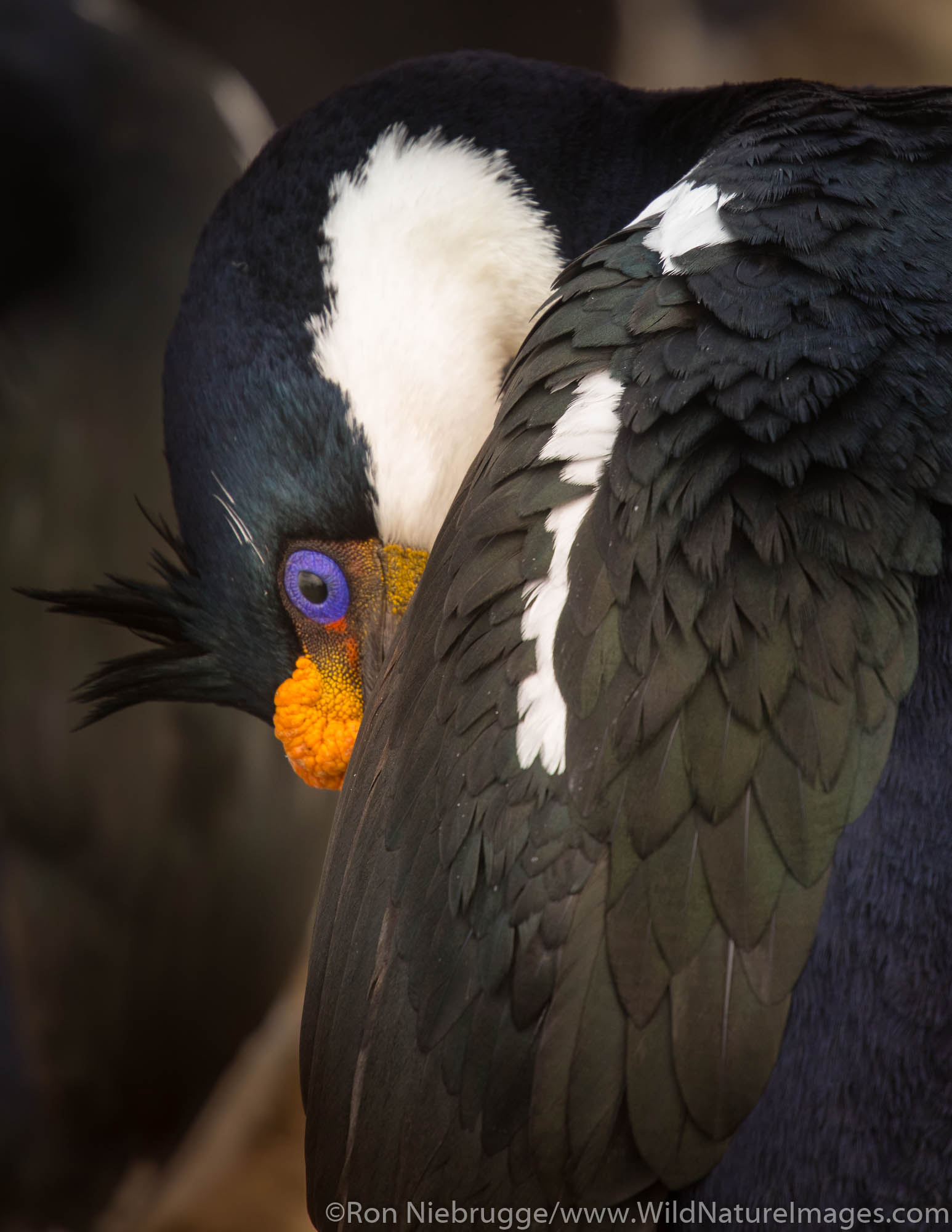Imperial Shag Wallpaper