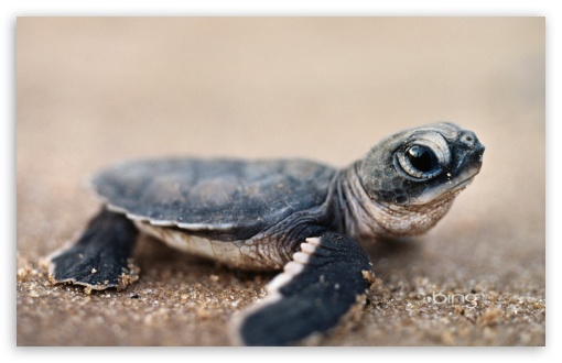 Bing Baby Turtle HD desktop wallpaper Widescreen High Definition