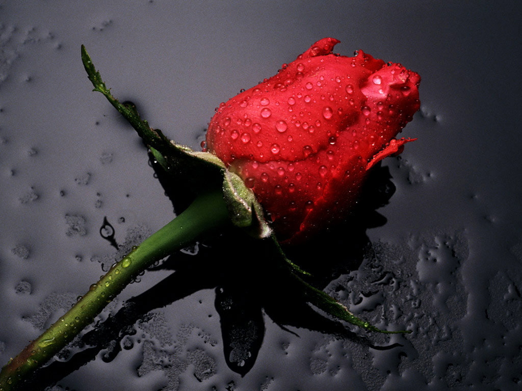 red rose is not selfish because it wants to be a red rose It would