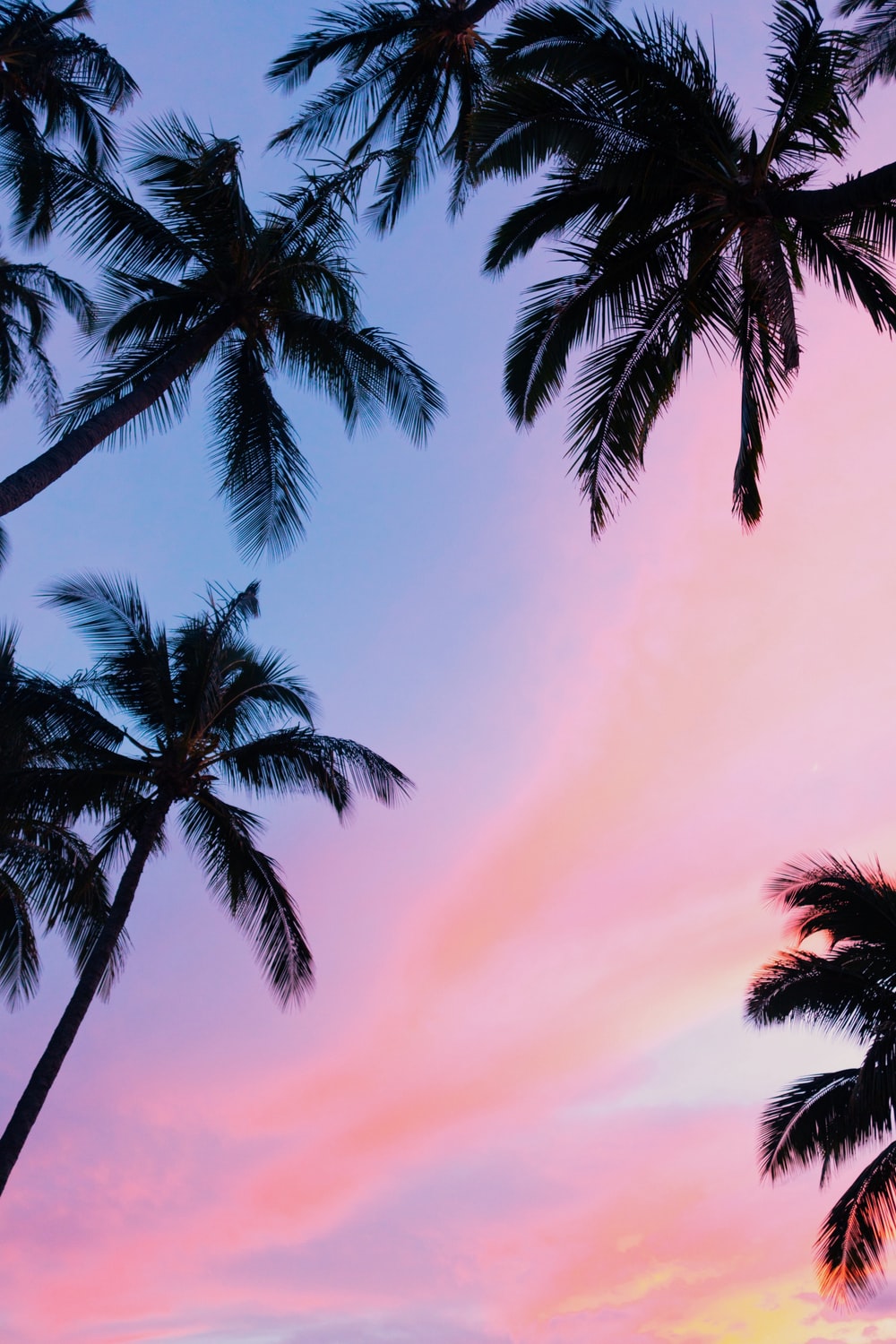 Palm Tree Image HD Pictures Photos