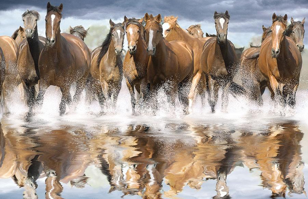 wild horses wallpaper