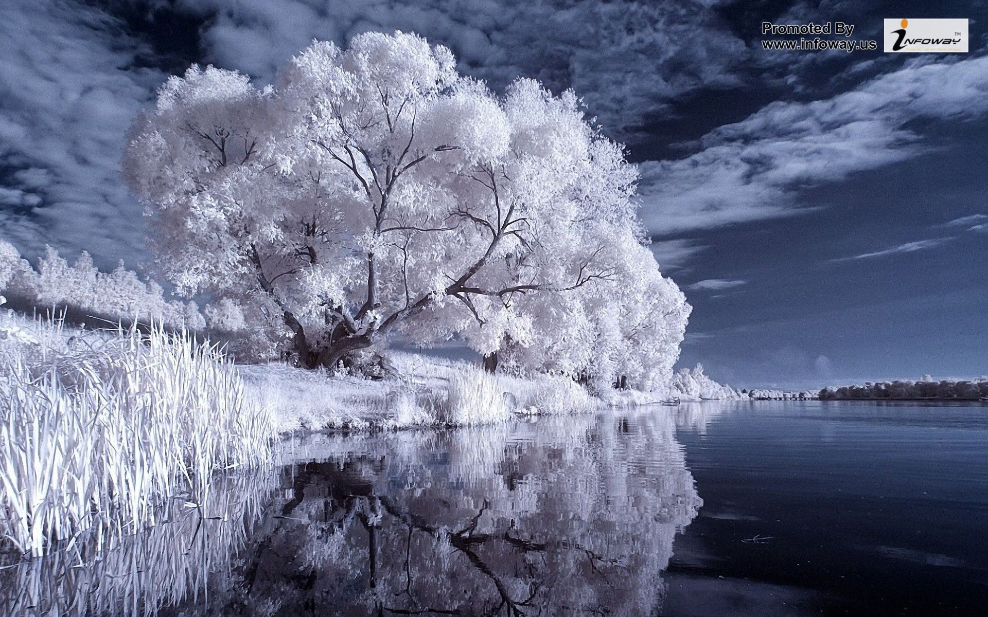 Water Winter Trees Infrared Photography HD Wallpaper