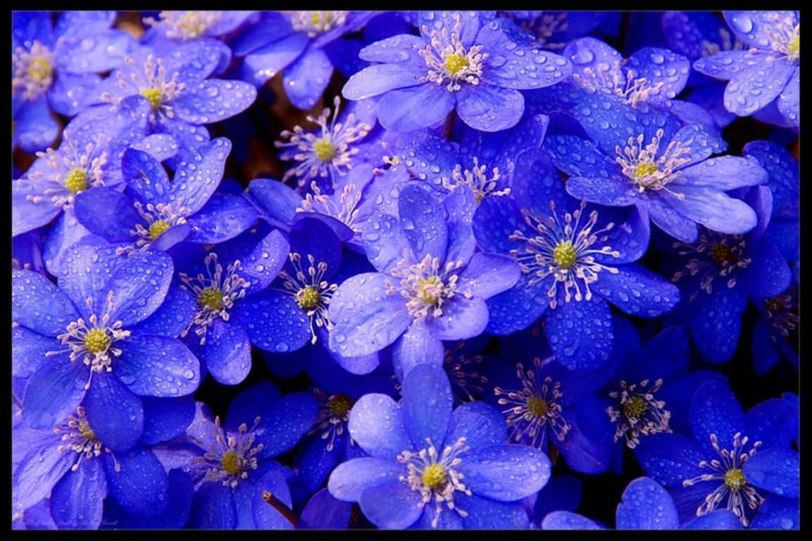 Beauty Blue Flower Wallpaper Me