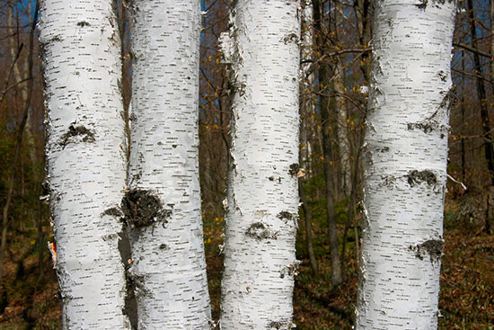 Birch Aspen Tree Wallpaper Murals