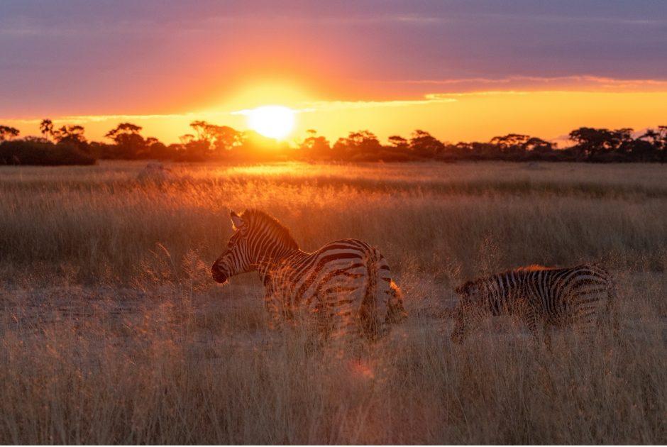 Pro Tips for Amazing Photography during an African Safari
