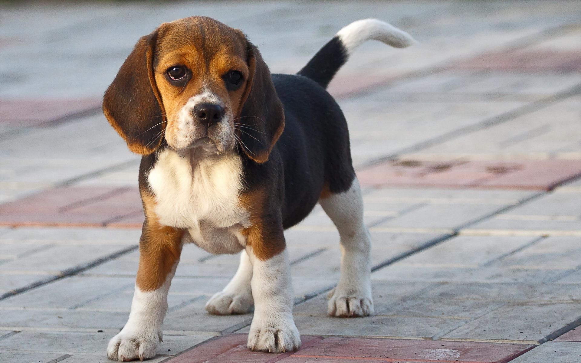 Cute Beagle Puppy Wallpaper Image Pictures Becuo