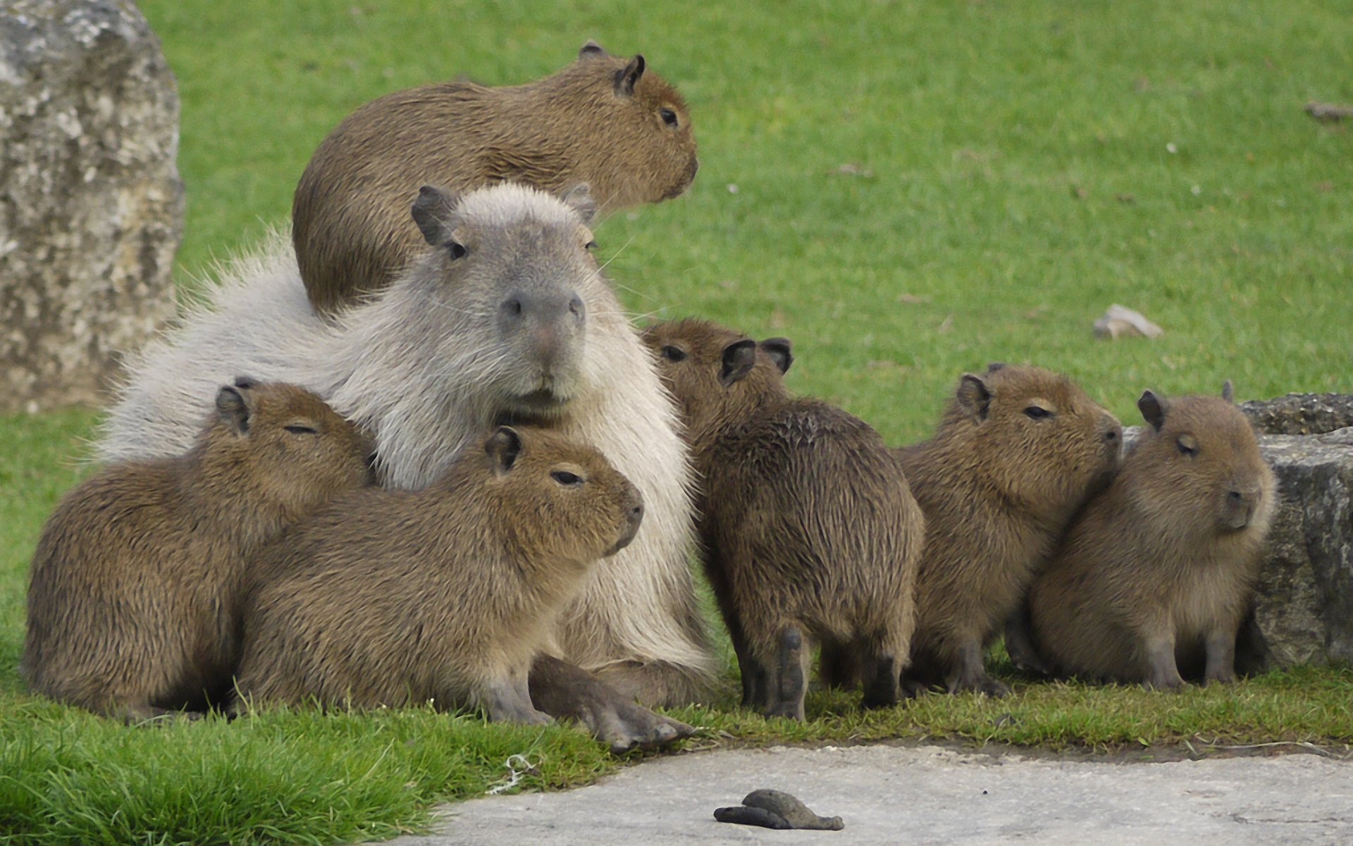 Capybara HD Wallpaper Background Image