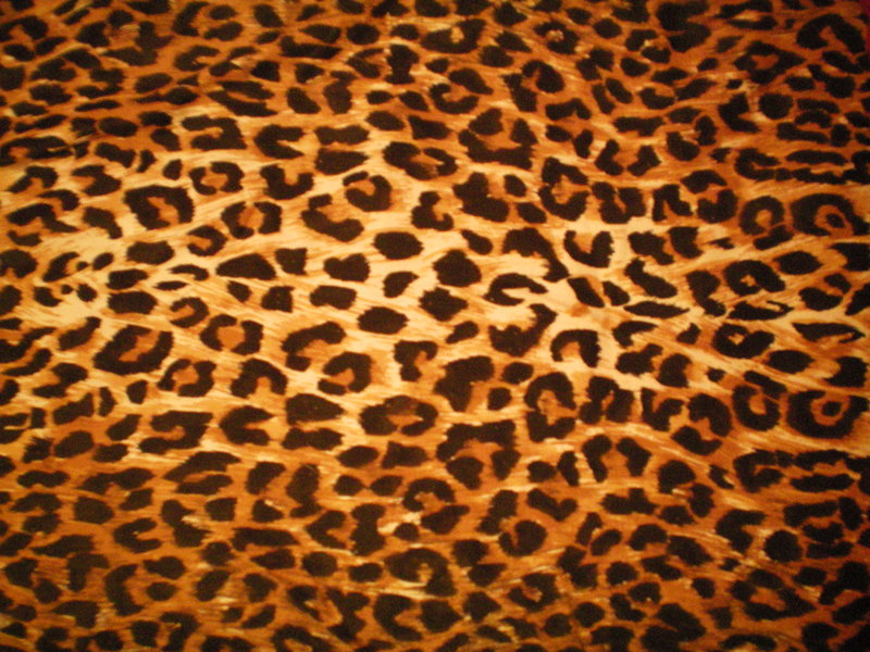 Leopard Print Texture By Danimax Stock