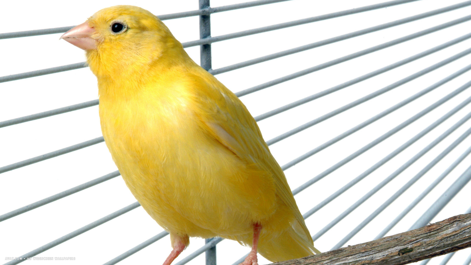 Canary Yellow Cage Pet Bird HD Widescreen Wallpaper Birds