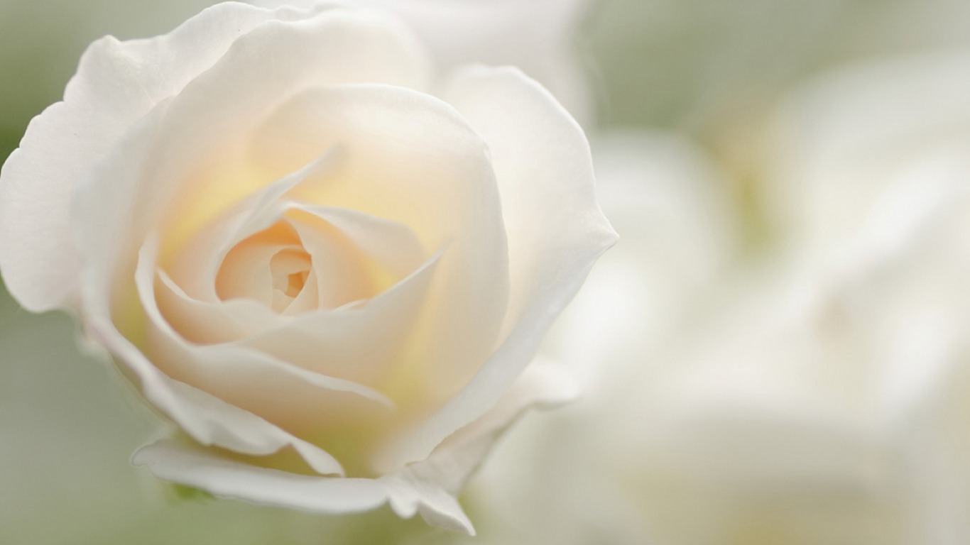 White Rose Flower Wallpaper HD Image Live