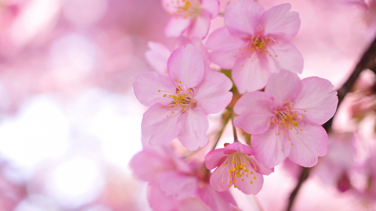 Blurring Sakura Pink Flowers Wallpaper