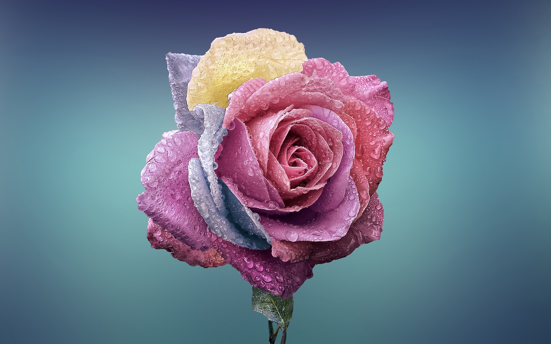 Rose Flowers Wallpaper HD Desktop And Mobile Background