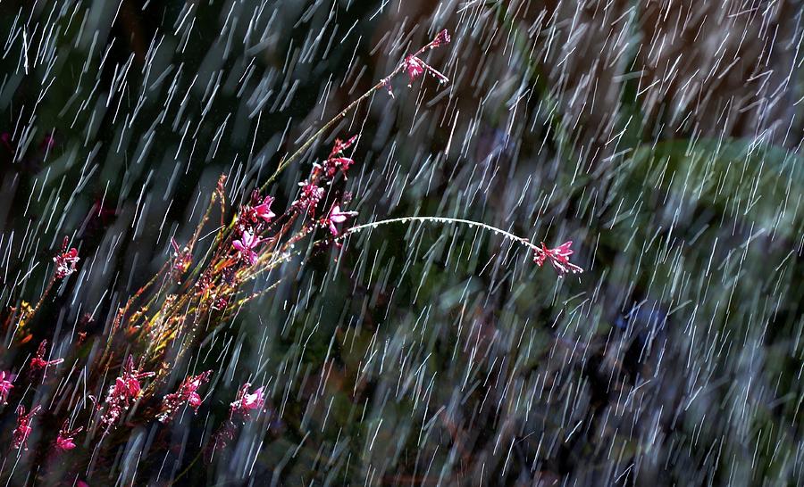 Summer Rain Photograph Fine Art Print