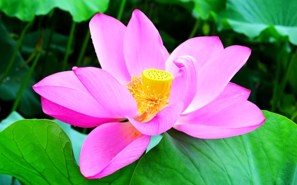 Pink Lotus Flowers HD Wallpaper
