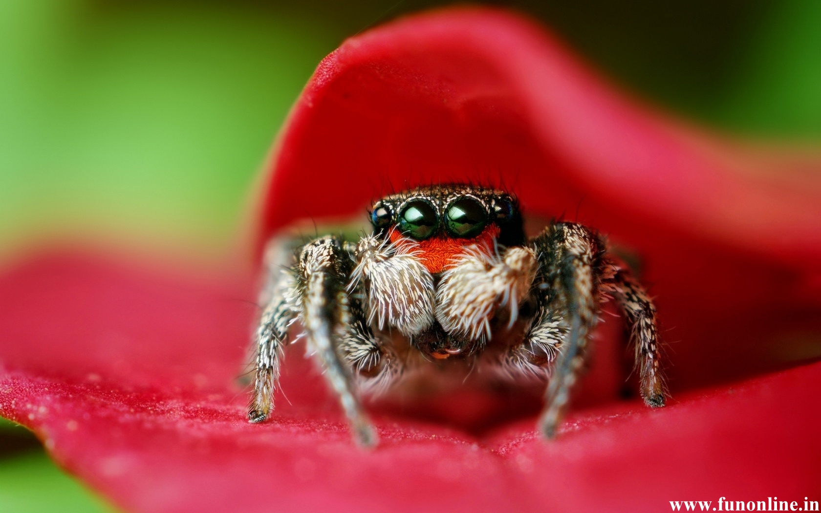 Spider Wallpaper Poisonous And Deadly Spiders HD