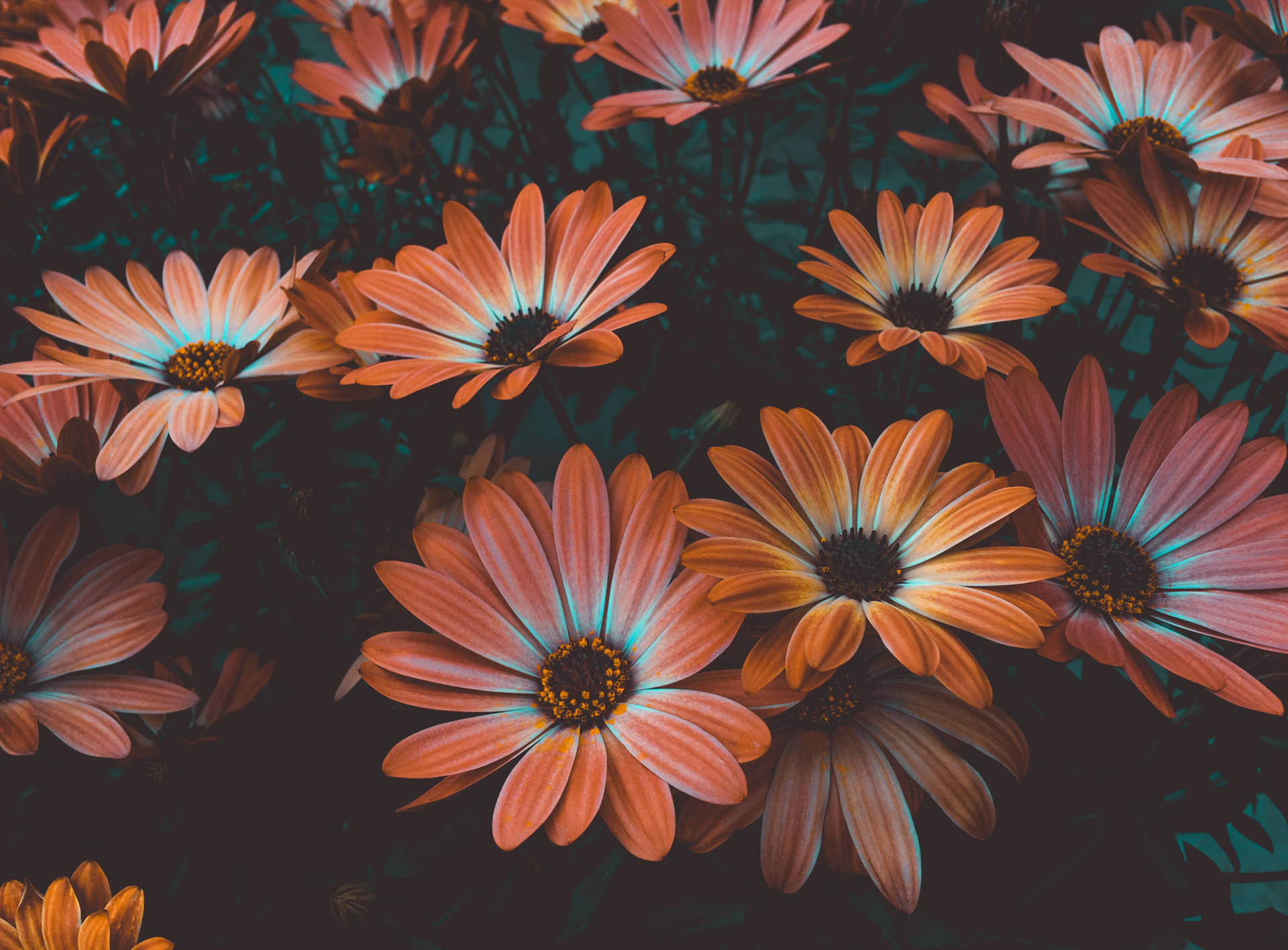 Daisy Aesthetic Computer Wallpaper