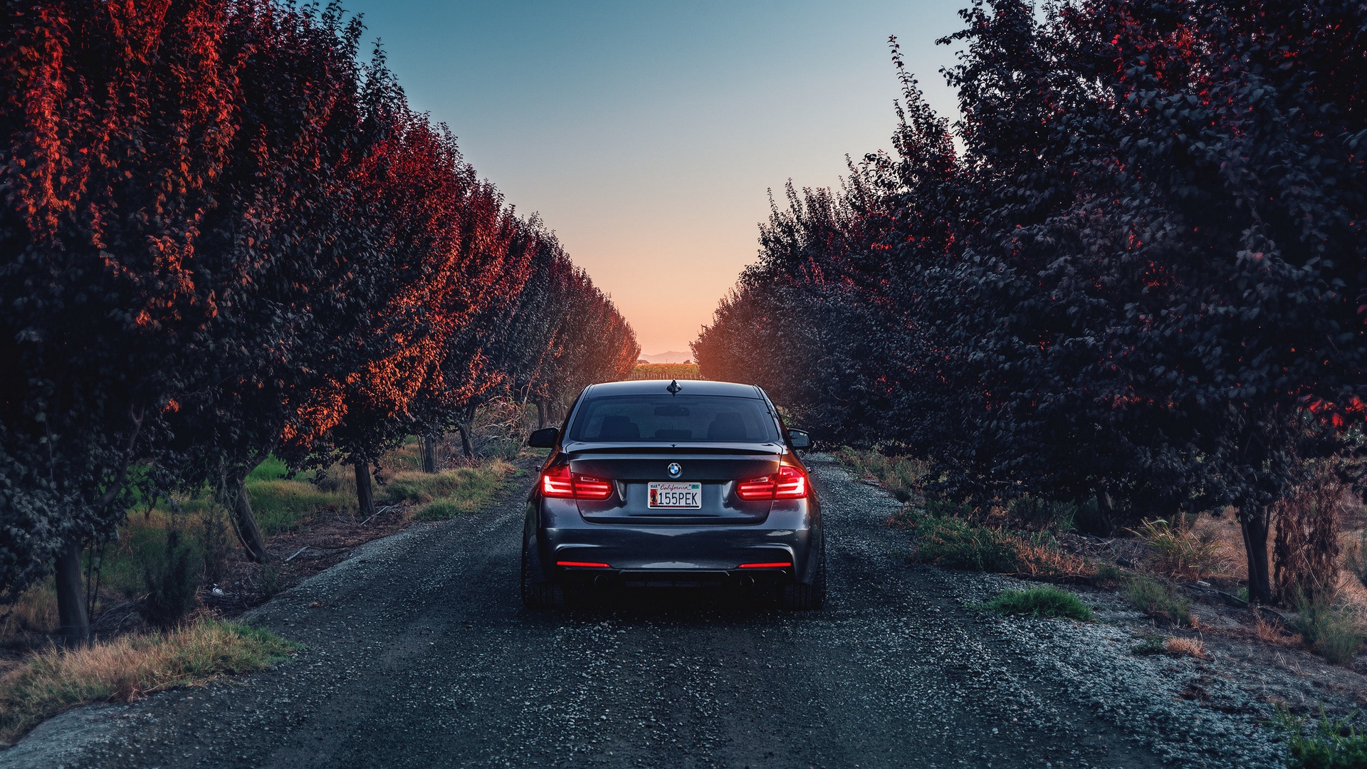 Bmw F80 335i Rear And Road Trees Nature Wallpaper